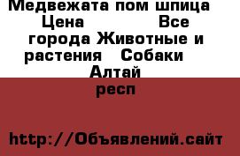 Медвежата пом шпица › Цена ­ 40 000 - Все города Животные и растения » Собаки   . Алтай респ.